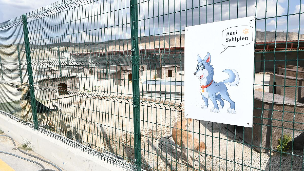 Mamak belediyesinden "20 köpek vuruldu" şikayetine yanıt: "Toplanan 4 köpek emin ellerde"